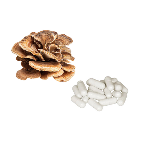Bulk Pure 500mg Maitake Mushroom Capsules Wholesale UK
