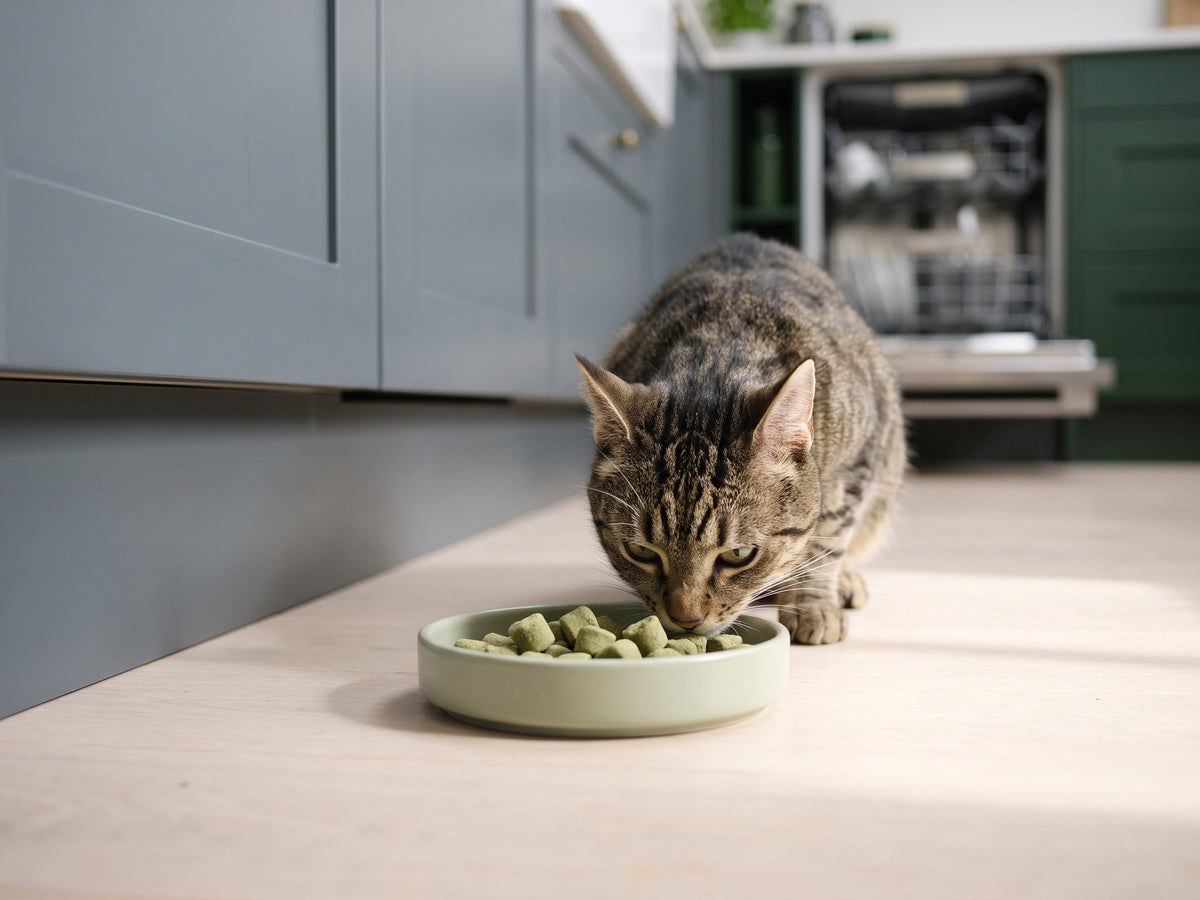 A tabby cat sniffing a dish of soft chews on a sunlit kitchen floor